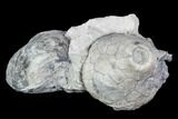 Fossil Crinoid (Eucalyptocrinus) and Brachiopod Plate - Indiana #106288-2